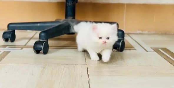 (Persian female kitten) (for sale all) (Pakistan delivery available)