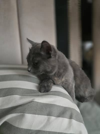 Persian Cat for rehome