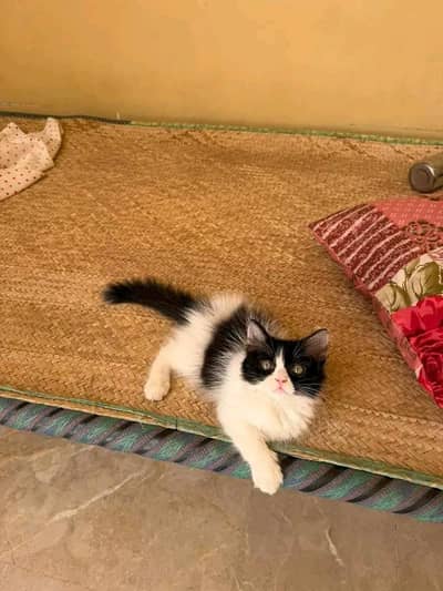 kittens | Cats | Persian |  Blue Eyes| 3 kot | O348O29O146 | $&$WA