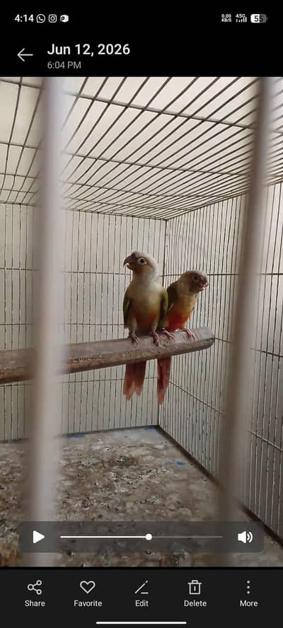 pineapple conure breeding