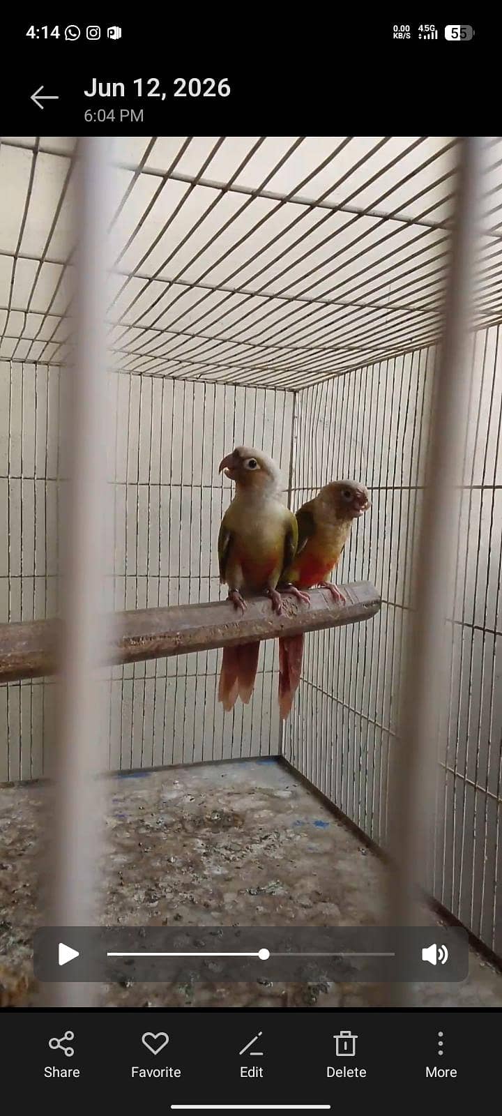 pineapple conure breeding 0