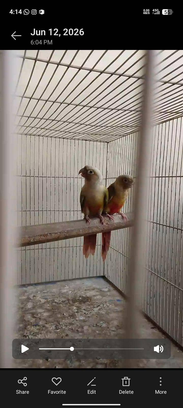 pineapple conure breeding 1