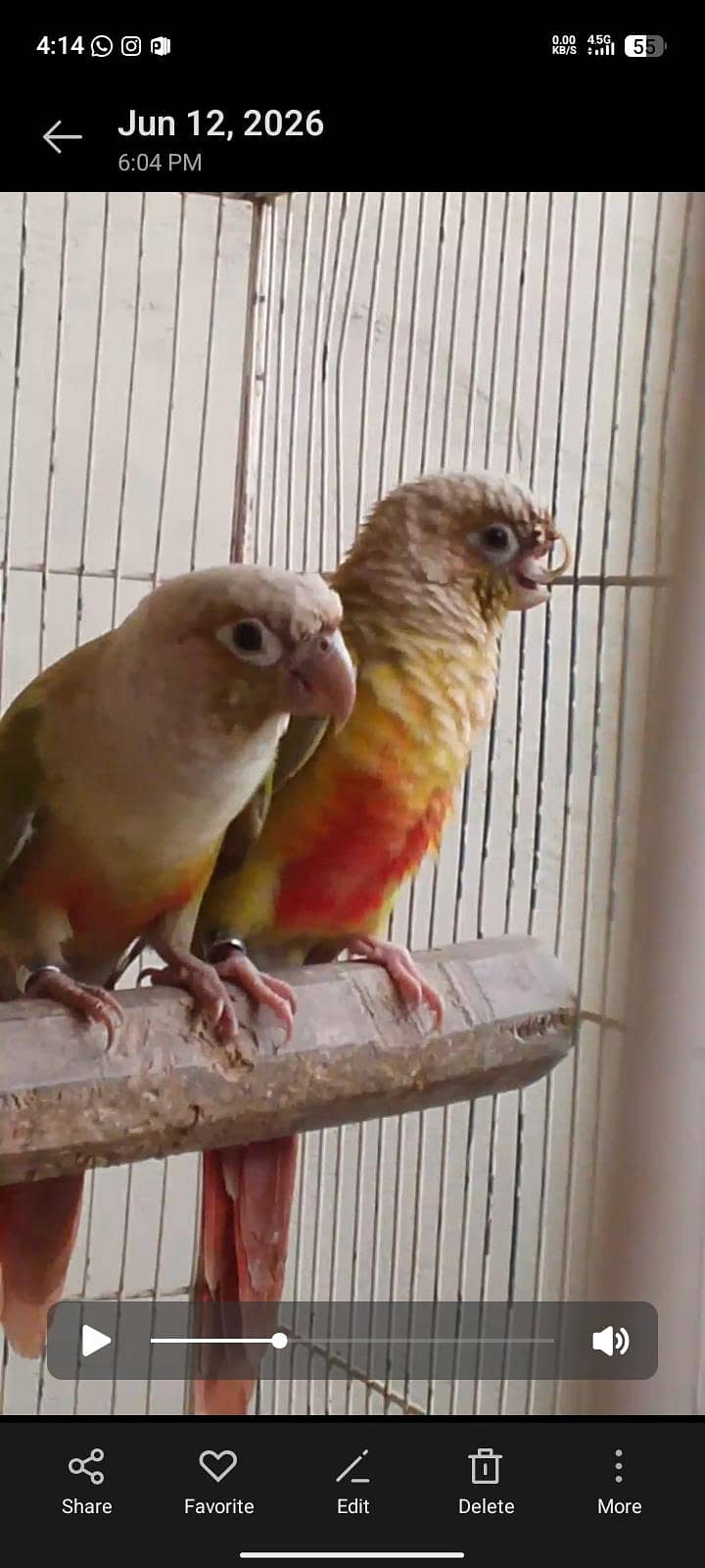 pineapple conure breeding 2