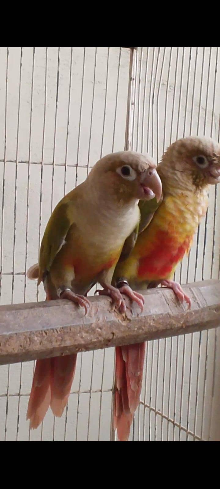 pineapple conure breeding 3