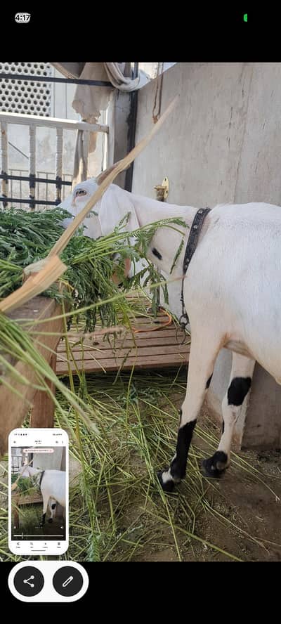 desi bakri achy size ma h sehat mand