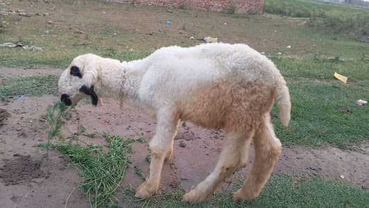 urgent for sale