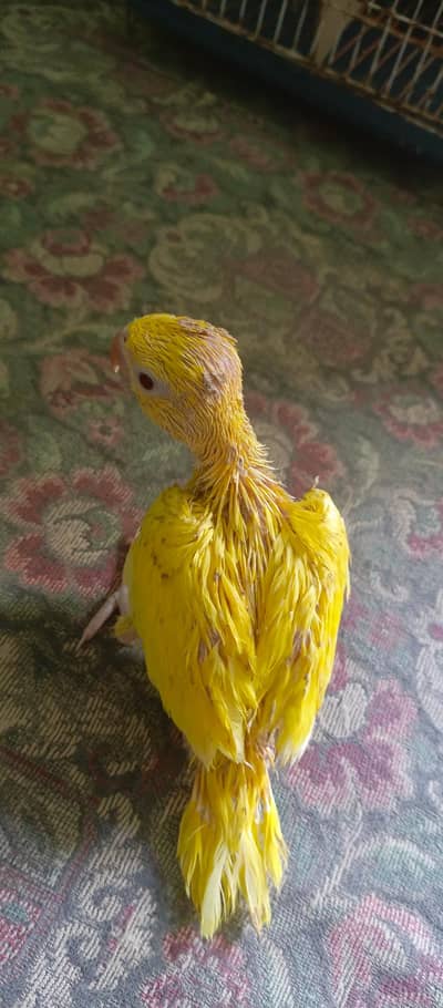 yellow ringneck chicks
