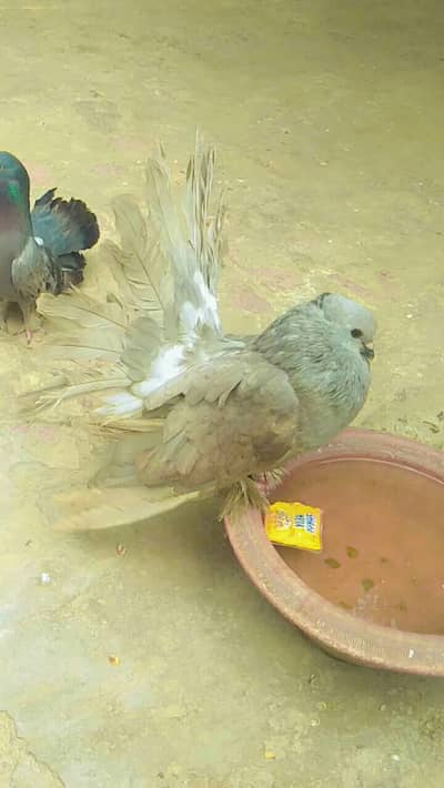 laka kabotar