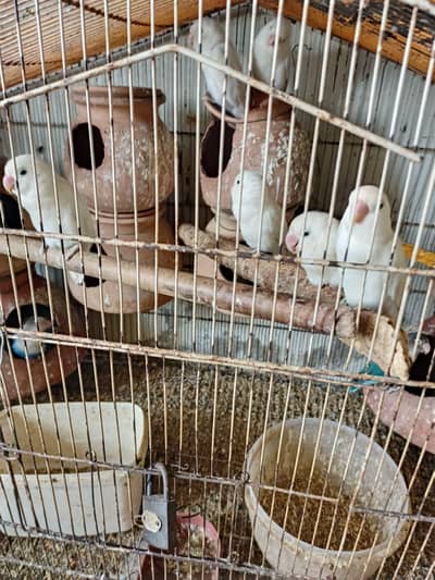 Albino Black eye pair (no olx chat only call or whatsapp)