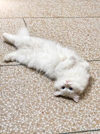 Pure White Persian Cat | Ocean Blue Eyes | Vaccinated | Neutered