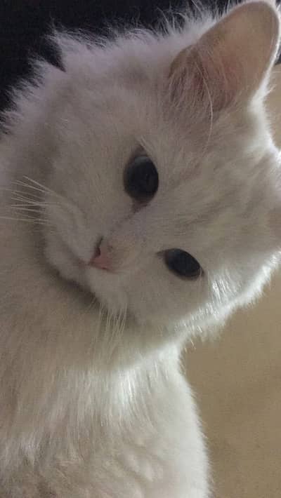 White Persian Cat | Ocean Blue Eyes | Vaccinated | Neutered