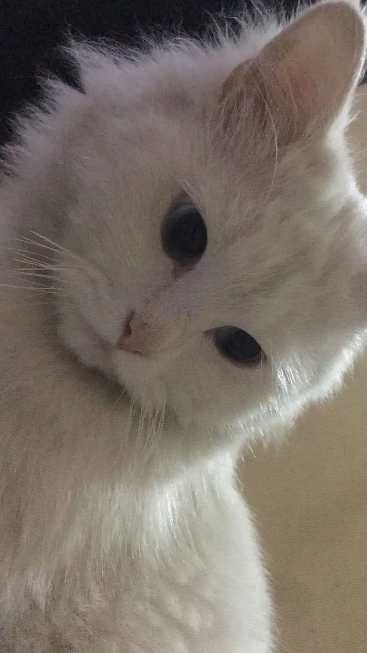 Pure White Persian Cat | Ocean Blue Eyes | Vaccinated | Neutered — photo 2