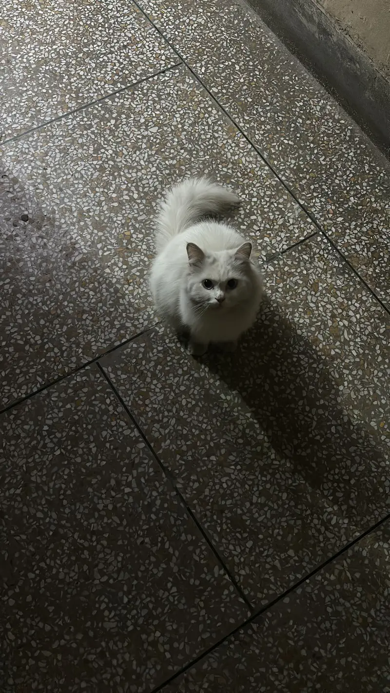Pure White Persian Cat | Ocean Blue Eyes | Vaccinated | Neutered — photo 3