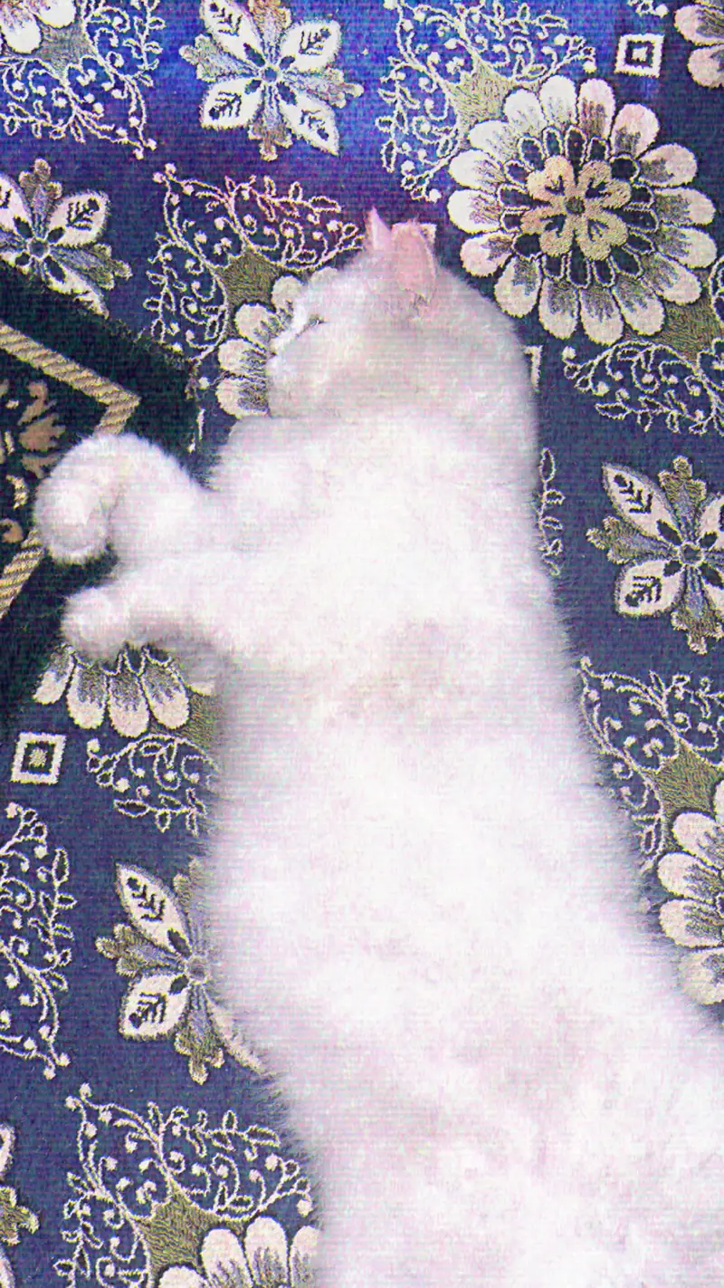 Pure White Persian Cat | Ocean Blue Eyes | Vaccinated | Neutered — photo 6