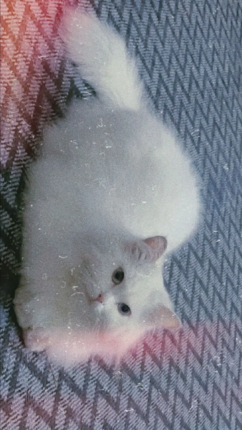 Pure White Persian Cat | Ocean Blue Eyes | Vaccinated | Neutered — photo 7