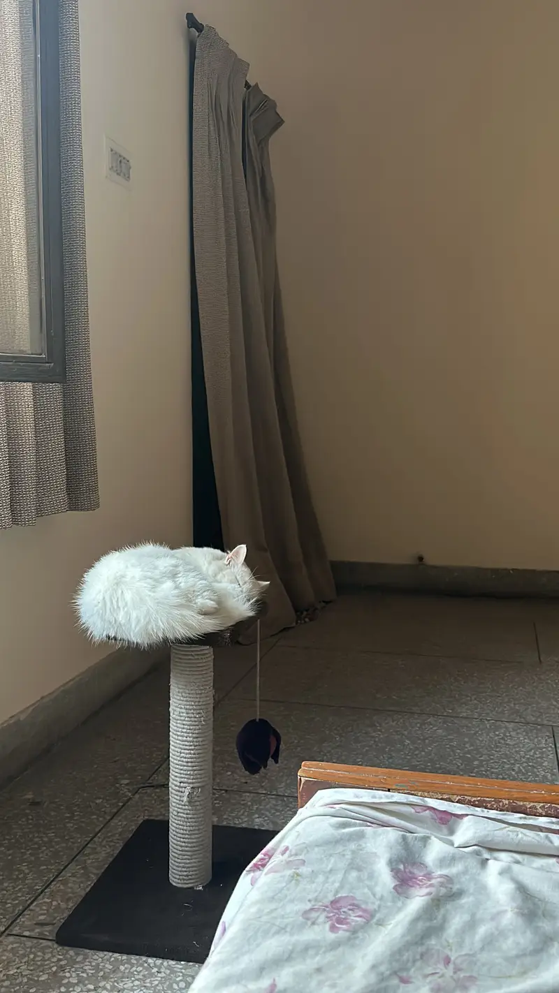 Pure White Persian Cat | Ocean Blue Eyes | Vaccinated | Neutered — photo 8