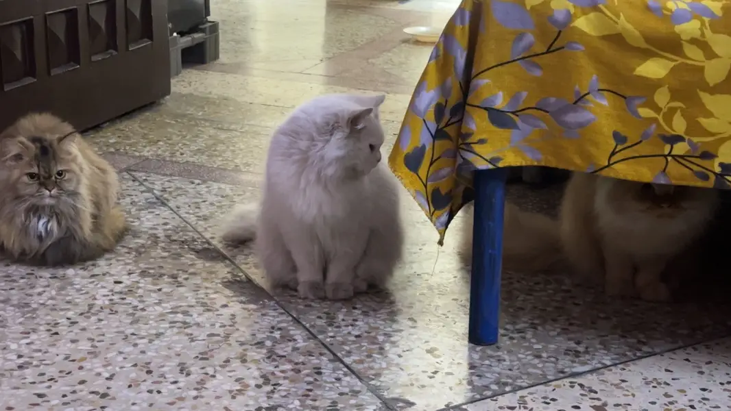 Pure White Persian Cat | Ocean Blue Eyes | Vaccinated | Neutered — photo 9