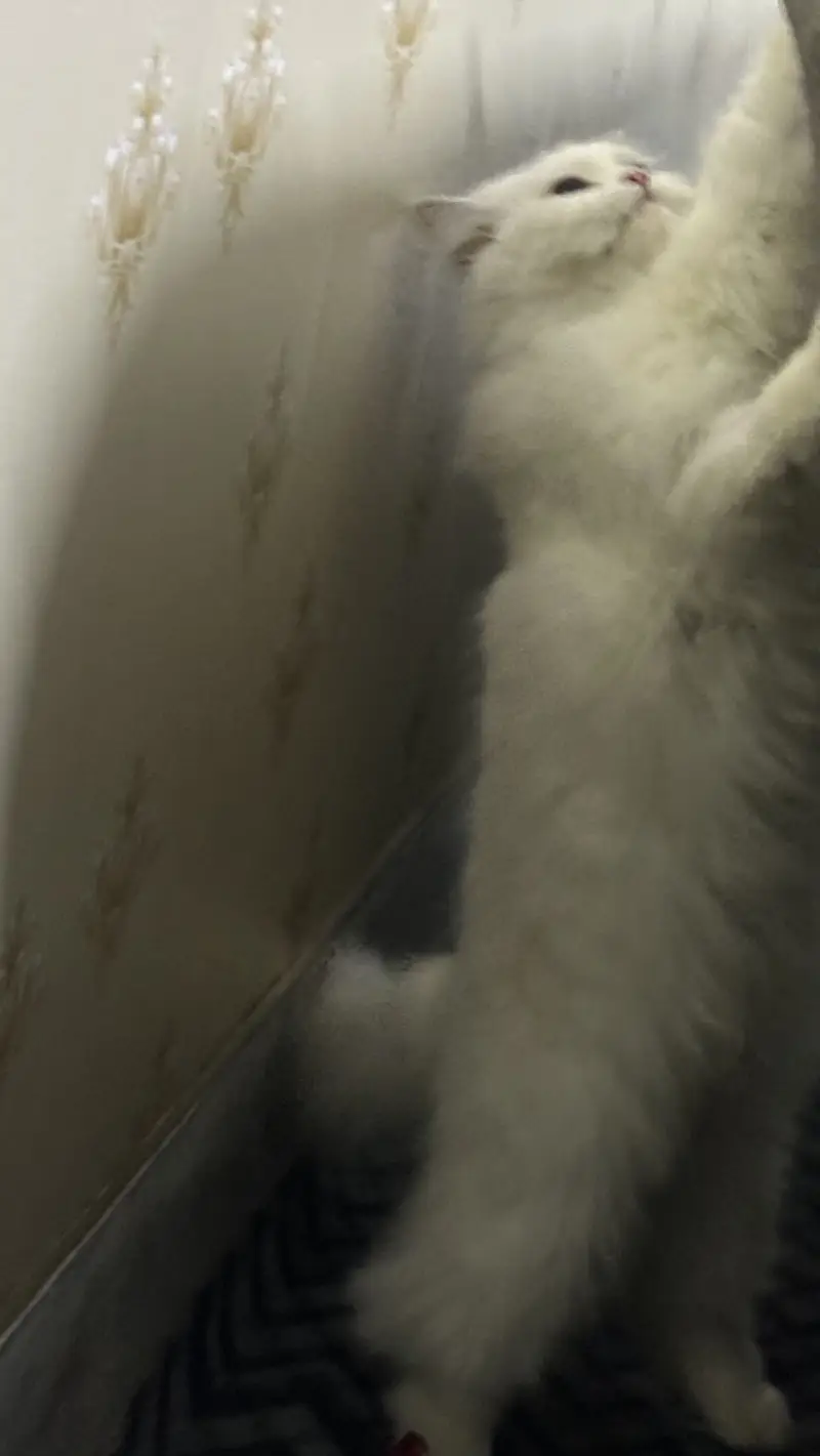 Pure White Persian Cat | Ocean Blue Eyes | Vaccinated | Neutered — photo 10