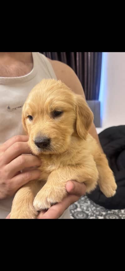 Golden retriever puppies