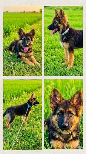 German shepherd Single Coat Female for Sale