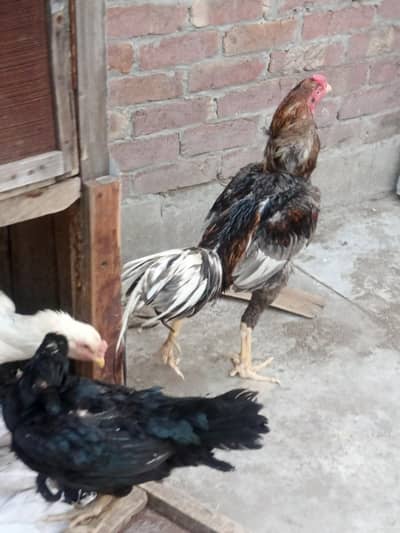 male and female