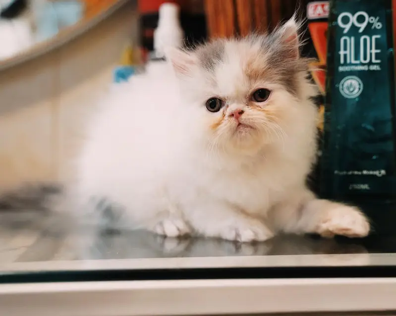 Persain kittens/ triple coated / fluffy / semi punch face kittens — photo 2