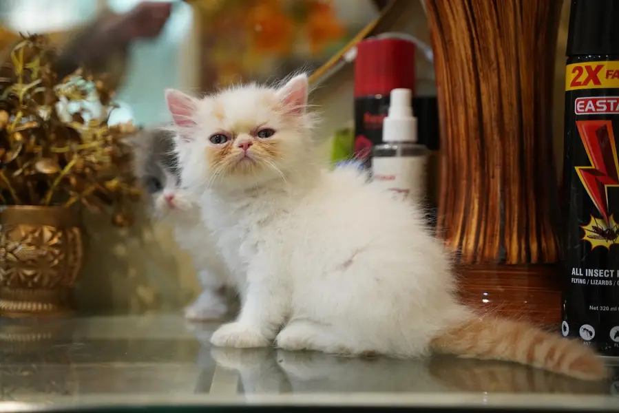 Persain kittens/ triple coated / fluffy / semi punch face kittens — photo 3