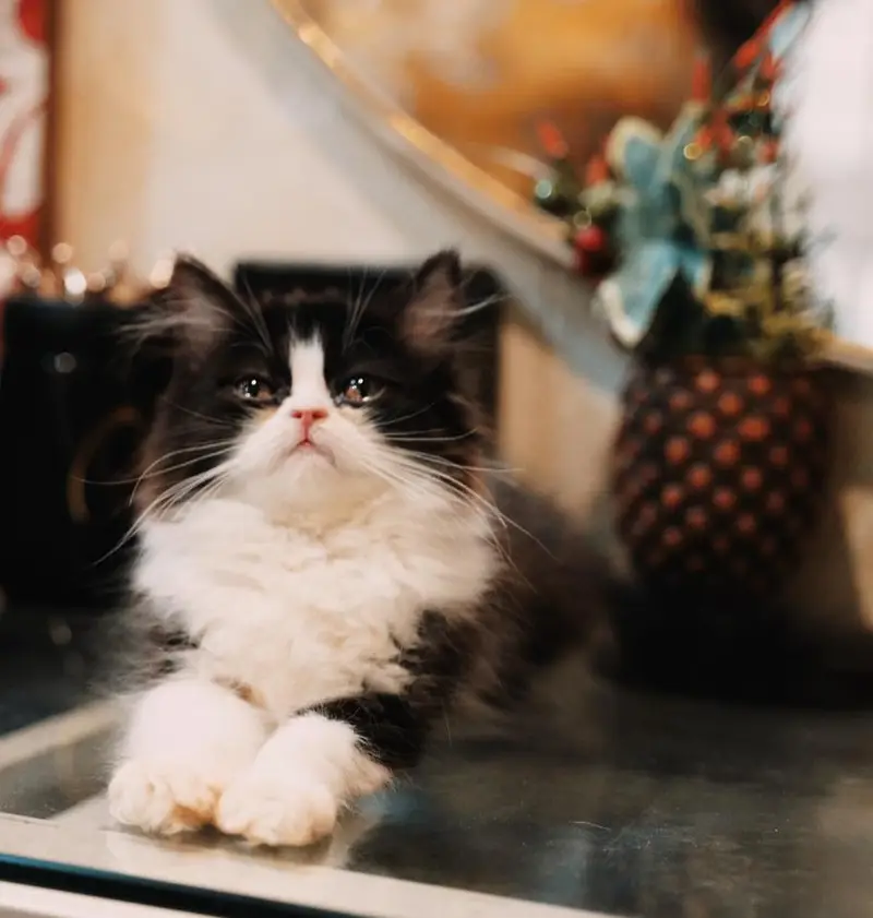 Persain kittens/ triple coated / fluffy / semi punch face kittens — photo 4