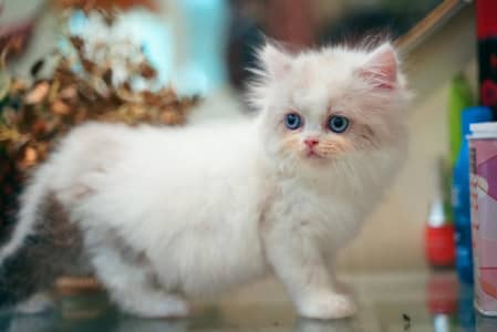 Persain kittens/ triple coated / fluffy / semi punch face kittens