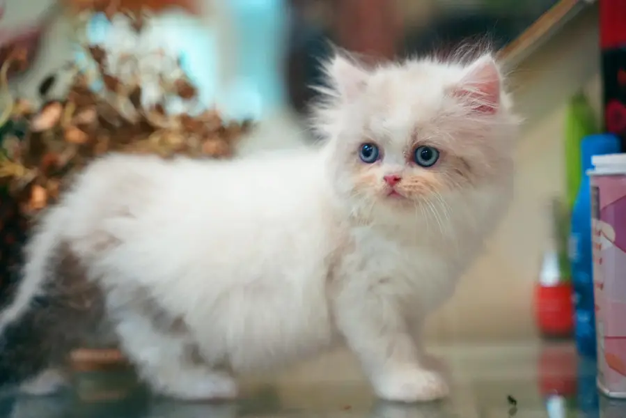 Persain kittens/ triple coated / fluffy / semi punch face kittens