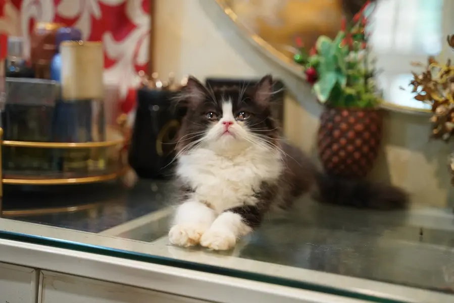 Persain kittens/ triple coated / fluffy / semi punch face kittens — photo 5