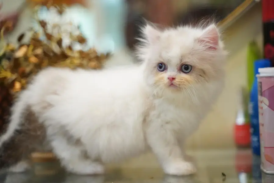 Persain kittens/ triple coated / fluffy / semi punch face kittens — photo 6