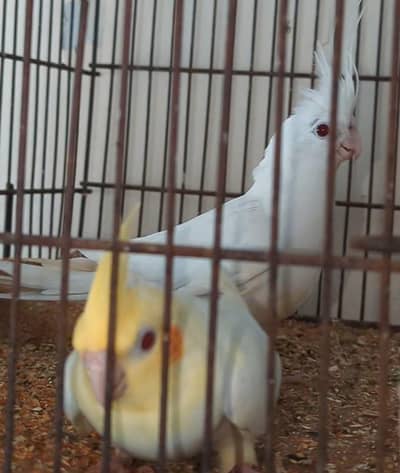 cockatiel semi tamed pair