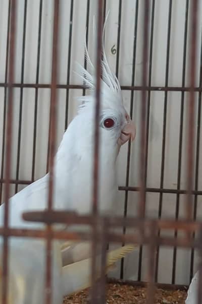 cockatiel semi tamed red eye pair