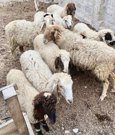 Dumba | Dumbi | Sheeps for Sale