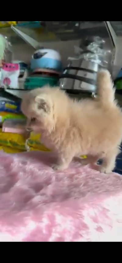 Quality Persian Punch face cat & kitten is03194866952Whatsapp