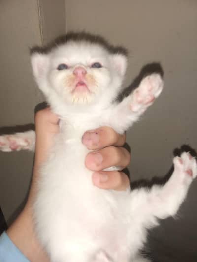 cat for sale