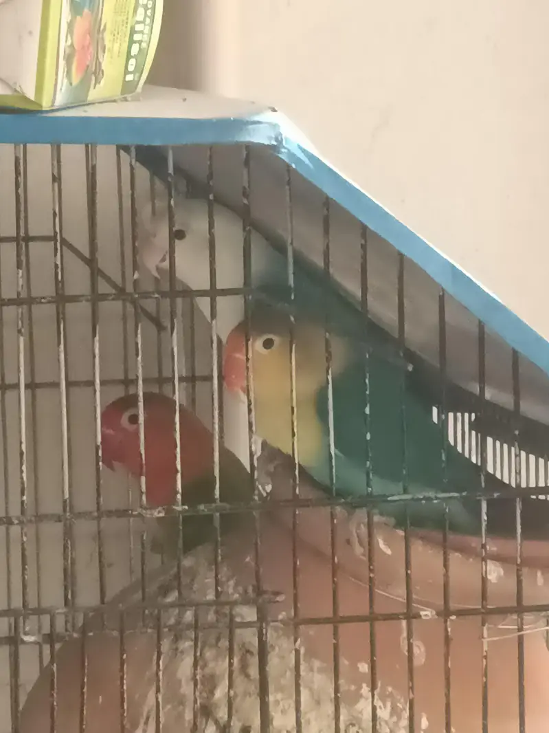 love birds 2 pair with 2.5 feet cage — photo 2