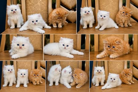 High Quality Persian Breed Peki Bloodline 03234102419