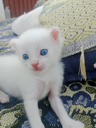 baby cat pair