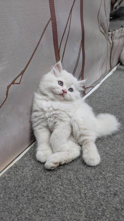 Persian Punch face triple coat cat Kitten