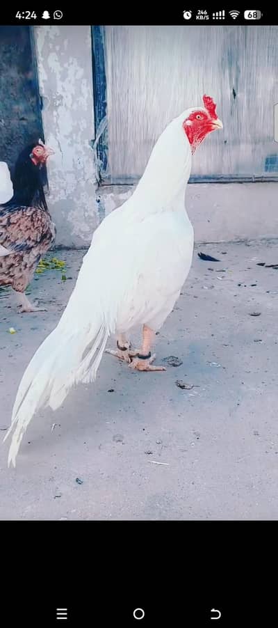 Heera Chiks eatch price 7500