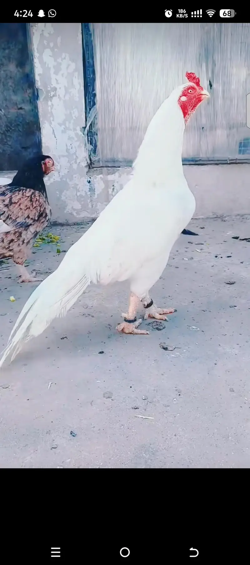 Heera Chiks eatch price 7500 — photo 2