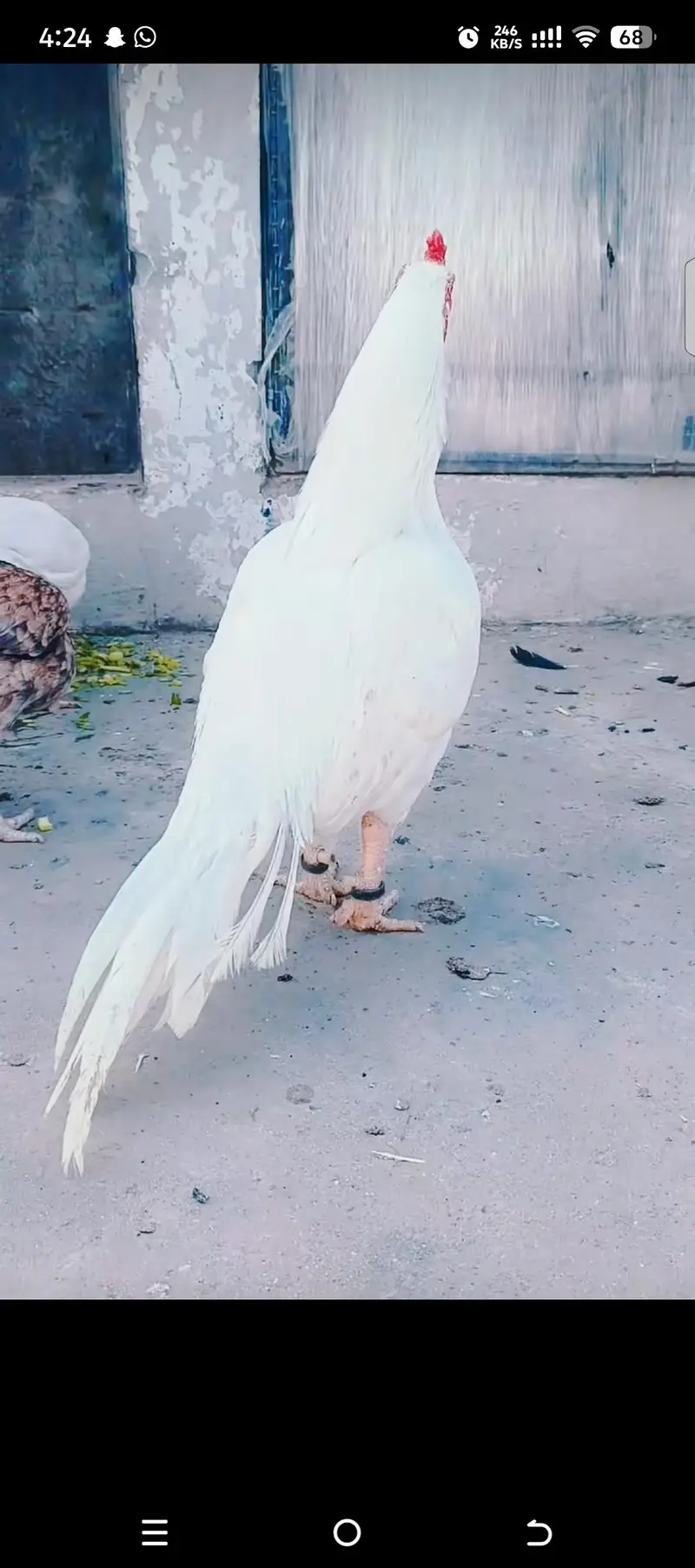 Heera Chiks eatch price 7500 — photo 3