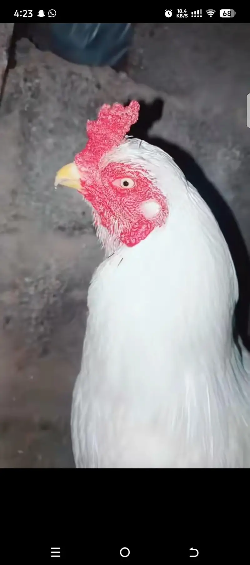 Heera Chiks eatch price 7500 — photo 4