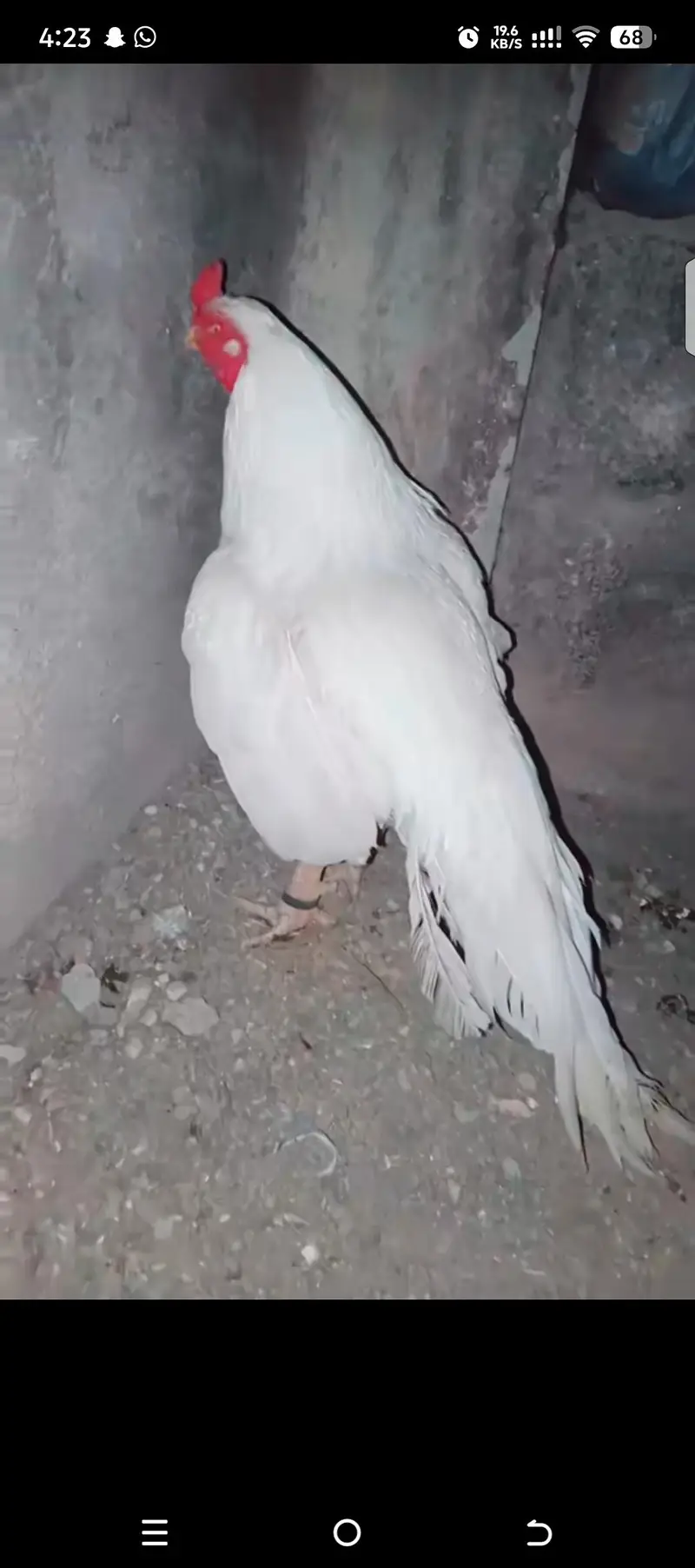 Heera Chiks eatch price 7500 — photo 6