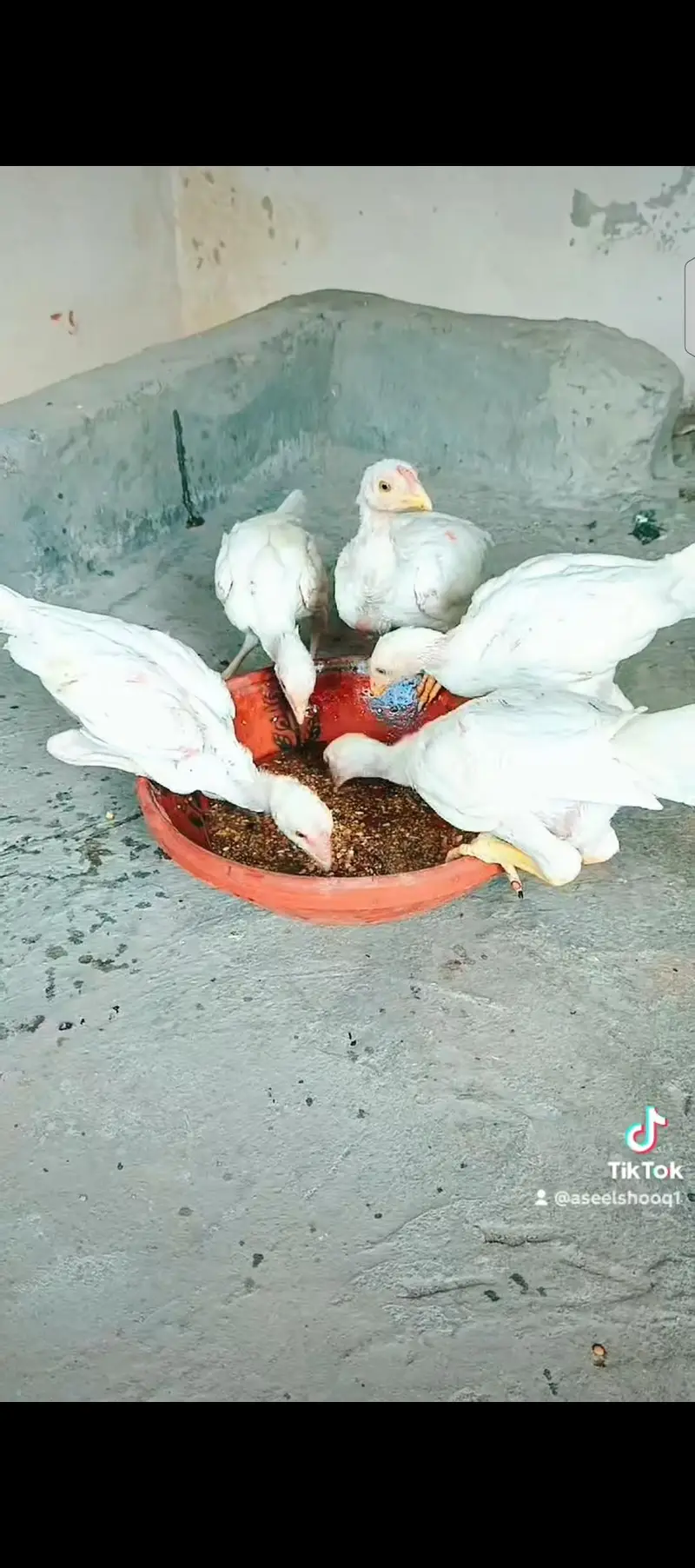 Heera Chiks eatch price 7500 — photo 7