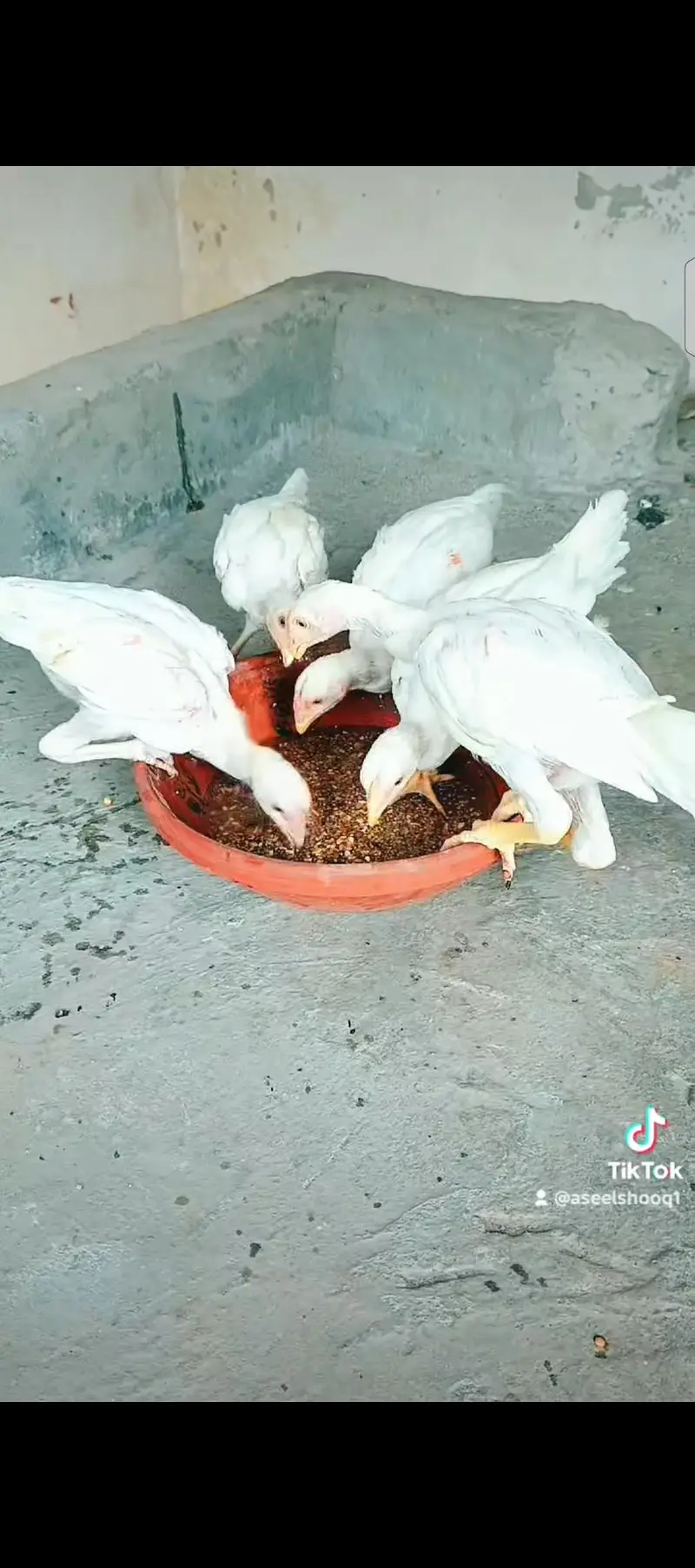 Heera Chiks eatch price 7500 — photo 8