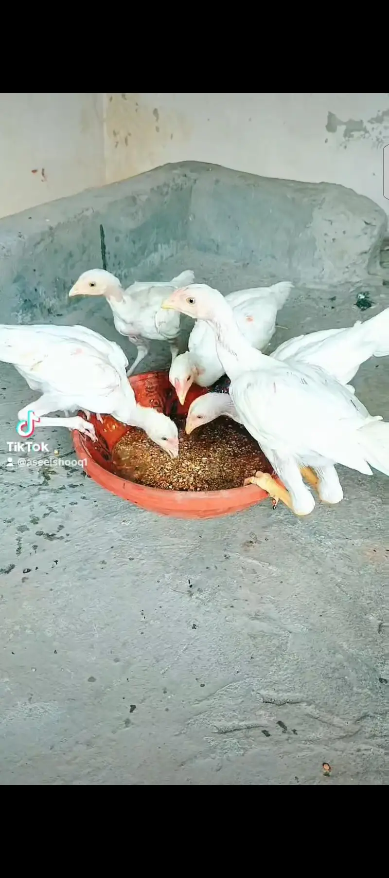 Heera Chiks eatch price 7500 — photo 9