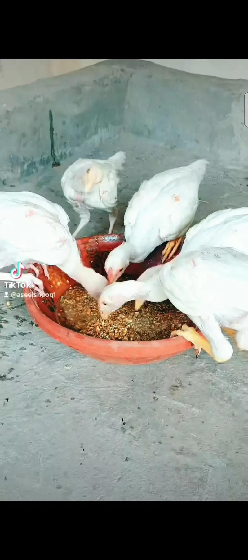 Heera Chiks eatch price 7500 — photo 10